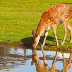 cry of the earth deer